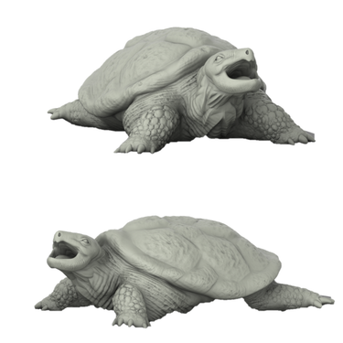 Galapagos Tortise